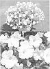 plant%20named%20%27Sunrurf%20Grihuti%27