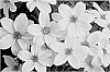plant%20named%20%27KLEBF11764%27