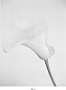 Calla%20lily%20plant%20named%20%27Amarillo%20BLZ%27