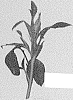 Grandiflora%20rose%20plant%20named%20%27Meizambaizt%27