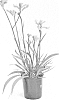 Anigozanthos%20plant%20named%20%27Rambotasy%27