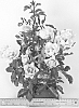 Shrub%20rose%20plant%20named%20%27PEJamore%27
