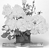Floribunda%20rose%20plant%20named%20%27WEKjunjuc%27