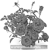 Floribunda%20rose%20plant%20named%20%27WEKcisfrabo%27