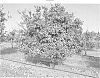 Mediterranean%20mandarin%20tree%20named%20%27ODEM%27