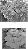 plant%20named%20%27PEQZ0003%27