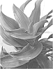 plant%20named%20%27Dragontwis%27