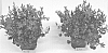 plant%20named%20%27B.10.082%27