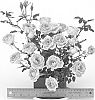 Miniature%20rose%20plant%20named%20%27WEKtebodoko%27