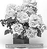 Floribunda%20rose%20plant%20named%20%27WEKstameda%27