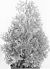 plant%20named%20%27Golden%20Brabant%27