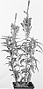plant%20named%20%27Purple%20Explosion%27