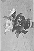 plant%20named%20%27DUP-FNNP%27