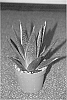 plant%20named%20%27Green%20Star%27