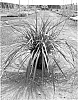 plant%20named%20%27ROMA06%27