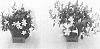 plant%20named%20%27L.10.018%27