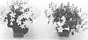 plant%20named%20%27L.10.061%27