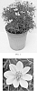plant%20named%20%27Sylvester%27