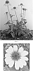 plant%20named%20%27Balsomemy%27