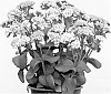 plant%20named%20%27Eline%27