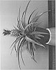 plant%20named%20%27Duranas2%27