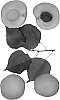 Interspecific%20tree%20named%20%27Laguna%27