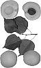 Interspecific%20tree%20named%20%27Laguna%27
