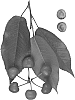 Cherry%20tree%20named%20%27Royal%20Lydia%27
