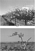 Grapevine%20plant%20named%20%27CAR98-710%27
