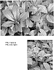 plant%20named%20%27Bronze%20Peacock%27