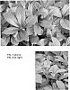 plant%20named%20%27Bronze%20Peacock%27