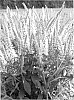 plant%20named%20%27Verswhite%27