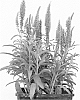 plant%20named%20%27Versred%27