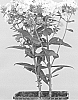 plant%20named%20%27Versbicolor%27