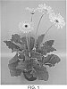 plant%20named%20%27UFGE%207080%27