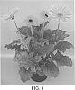 plant%20named%20%27UFGE%207031%27