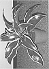 plant%20named%20%27Dragongdor%27