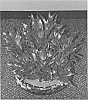 plant%20named%20%272004031C%27