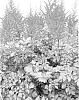 plant%20named%20%27Red%20Quin%27