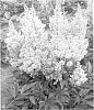 plant%20named%20%27Look%20at%20Me%27