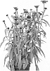 plant%20named%20%27Pipas%27