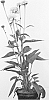 plant%20named%20%27Greenline%27
