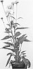 plant%20named%20%27Greenline%27