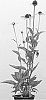 plant%20named%20%27Eglow%27
