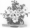 Shrub%20rose%20plant%20named%20%27CHEwsumsigns%27