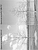 Oak%20tree%20named%20%27Betterred%27