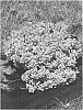 Barberry%20plant%20named%20%27Kasia%27