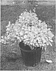Barberry%20plant%20named%20%27Koren%27