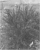 Barberry%20plant%20named%20%27Helen%27