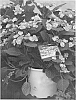 plant%20named%20%27MAK20%27